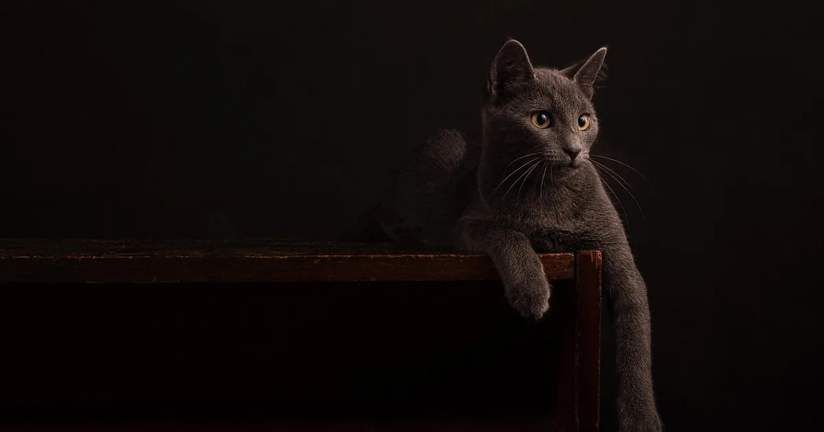 Best Cat Trees 2026 That Survive Real Cats