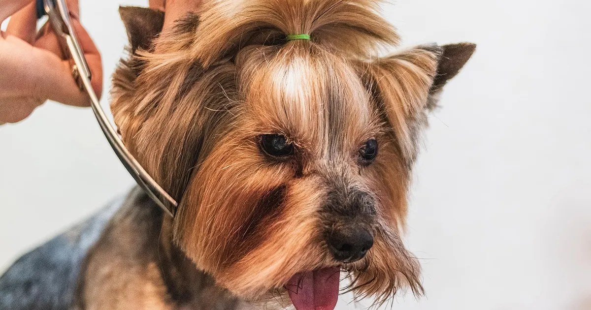 How Much Does Dog Grooming Cost in 2026?